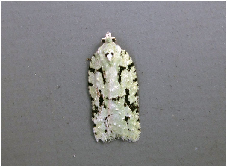 Acleris literana