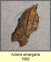 Acleris emargana