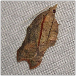 Acleris emargana