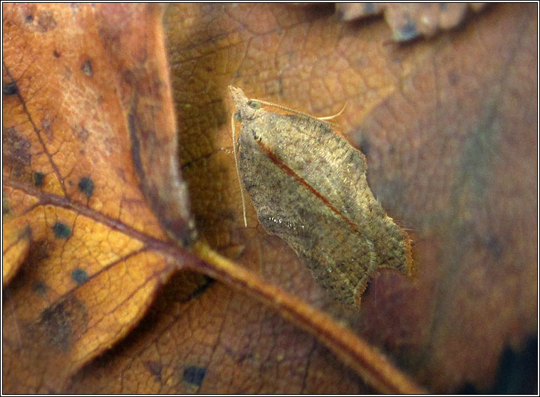 Acleris emargana