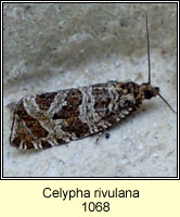 Celypha rivulana