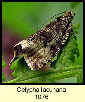 Celypha lacunana