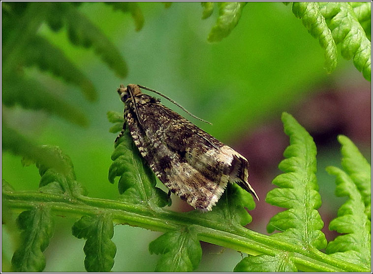 Celypha lacunana