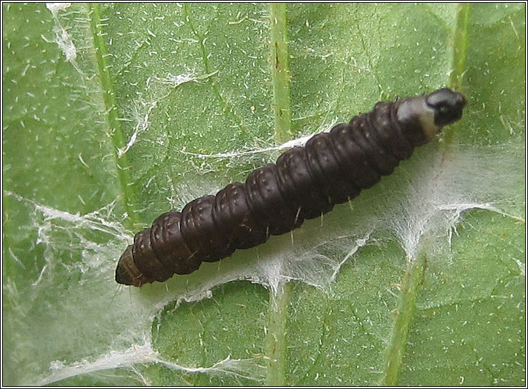 Celypha lacunana