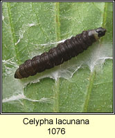 Celypha lacunana