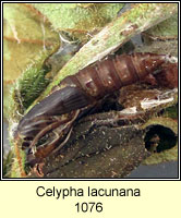 Celypha lacunana