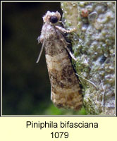 Piniphila bifasciana