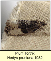 Plum Tortrix, Hedya pruniana