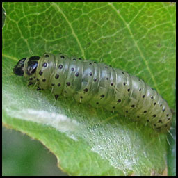 Plum Tortrix, Hedya pruniana