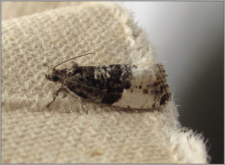 Plum Tortrix, Hedya pruniana