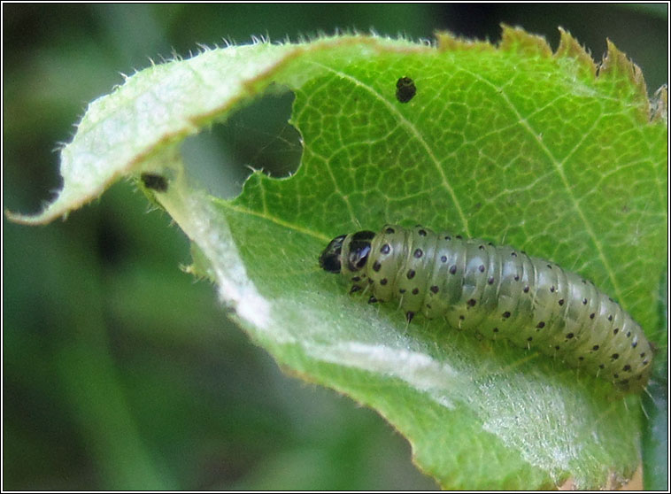 Plum Tortrix, Hedya pruniana