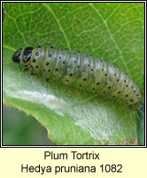 Plum Tortrix, Hedya pruniana