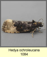 Hedya ochroleucana