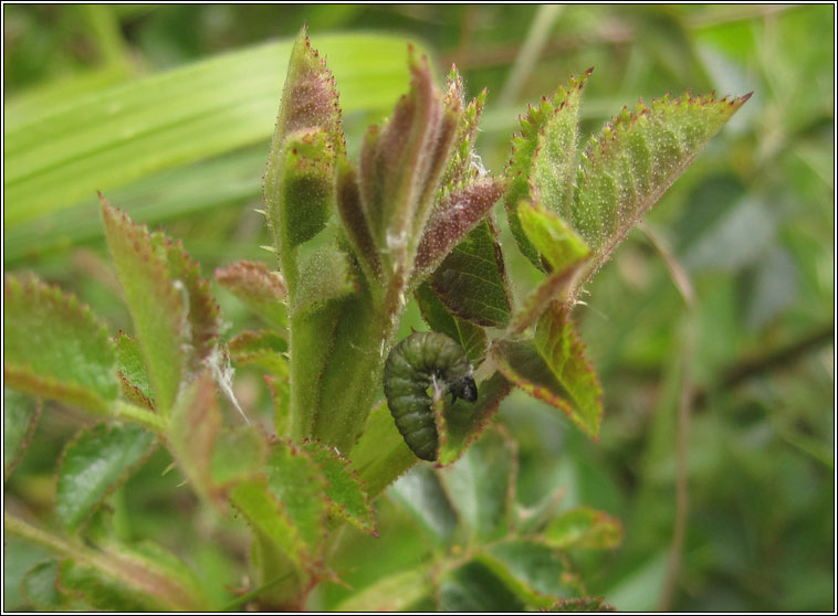 Hedya ochroleucana