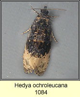 Hedya ochroleucana