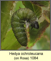 Hedya ochroleucana