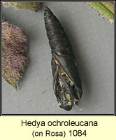 Hedya ochroleucana