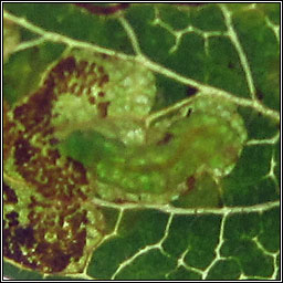 Stigmella crataegella