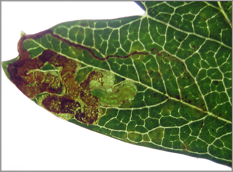 Stigmella crataegella