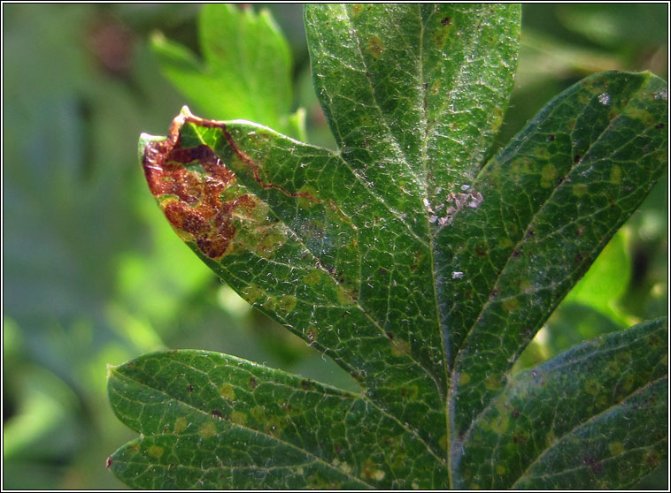 Stigmella crataegella