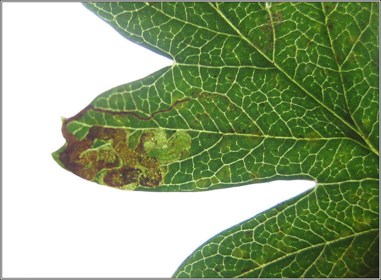 Stigmella crataegella