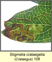 Stigmella crataegella