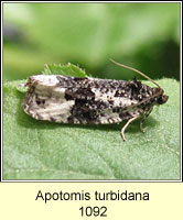 Apotomis turbidana