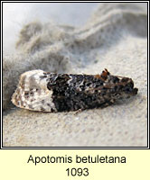 Apotomis betuletana