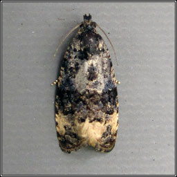 Endothenia gentianaeana