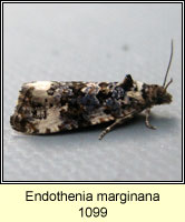 Endothenia marginana