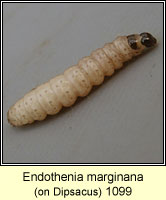 Endothenia marginana