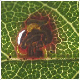 Stigmella prunetorum