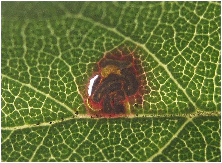 Stigmella prunetorum