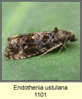 Endothenia ustulana