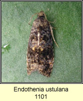 Endothenia ustulana