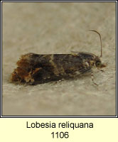 Lobesia reliquana