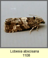 Lobesia abscisana