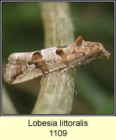 Lobesia littoralis