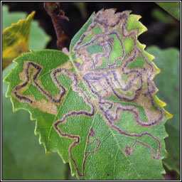 Stigmella betulicola