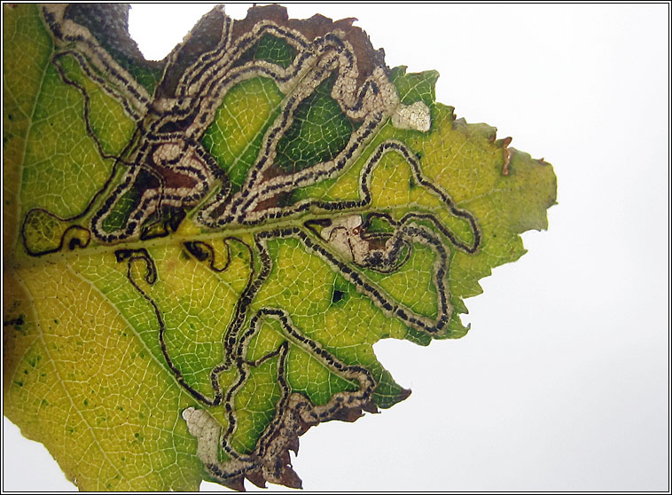 Stigmella betulicola