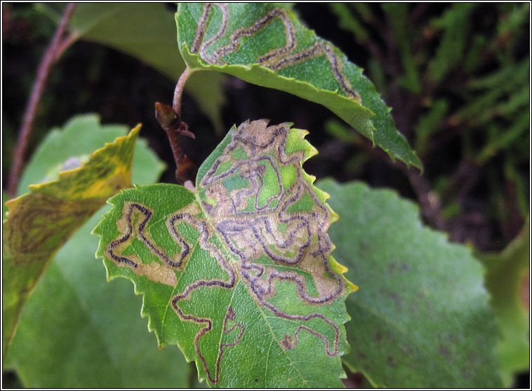 Stigmella betulicola