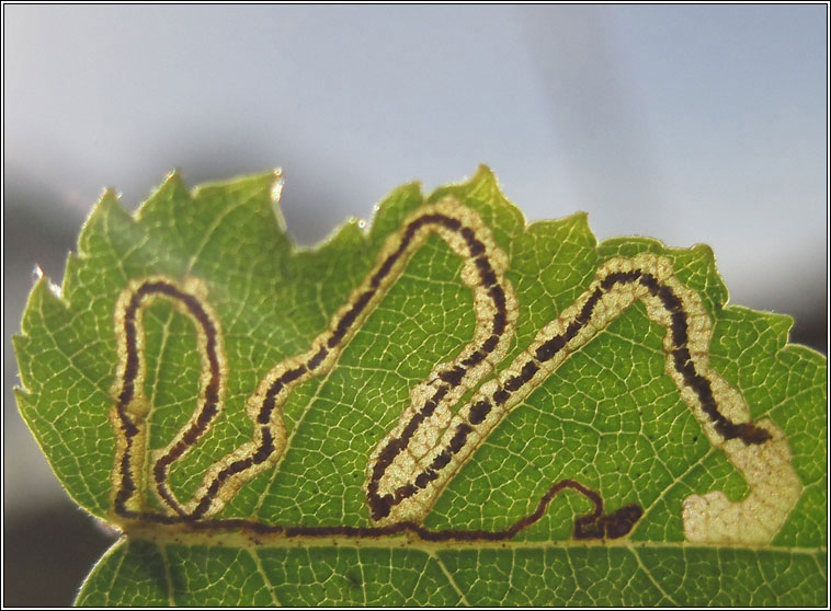 Stigmella betulicola