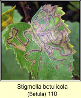 Stigmella betulicola