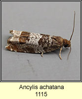 Ancylis achatana