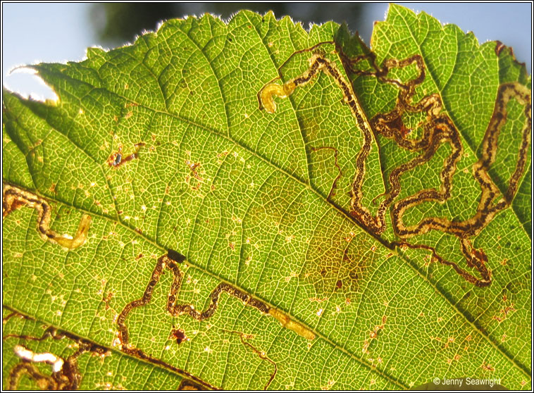 Stigmella microtheriella