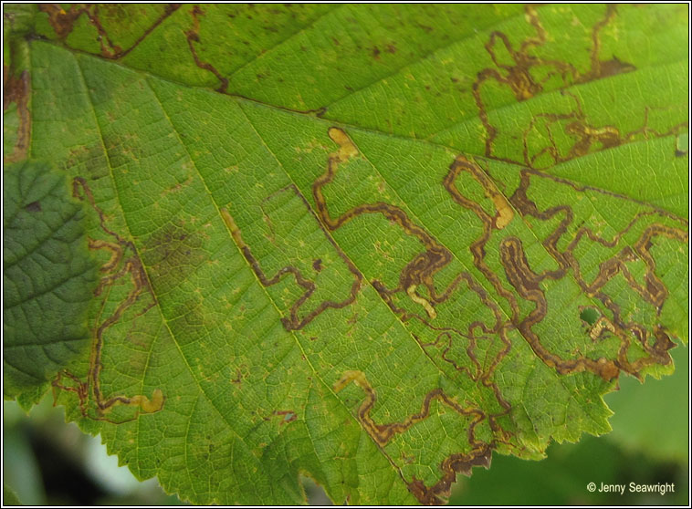 Stigmella microtheriella