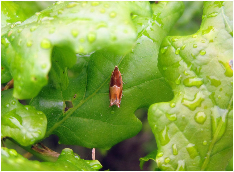 Ancylis mitterbacheriana