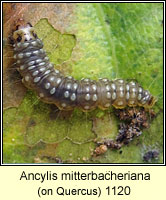 Ancylis mitterbacheriana