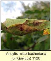 Ancylis mitterbacheriana