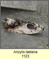 Ancylis laetana